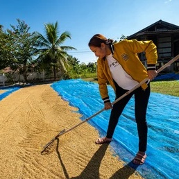 rice drying net