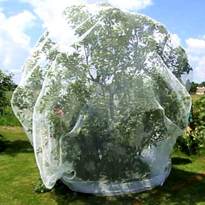 tree insect nets